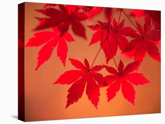 Maple Leaves-null-Premier Image Canvas