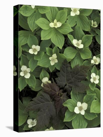 Maple Seedling in Bunchberry, Michigan, USA-Claudia Adams-Premier Image Canvas