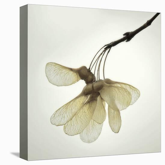 Maple Seedpods-David Lorenz Winston-Stretched Canvas