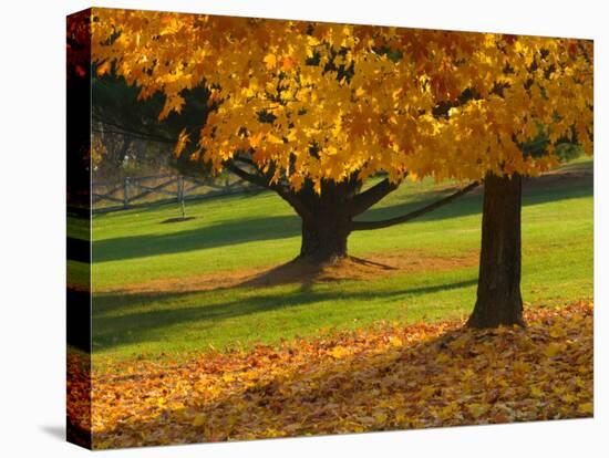 Maple Tree and Fall Foliage, Rock Creek Regional Park, Rockville, Maryland, USA-Corey Hilz-Premier Image Canvas