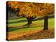 Maple Tree and Fall Foliage, Rock Creek Regional Park, Rockville, Maryland, USA-Corey Hilz-Premier Image Canvas