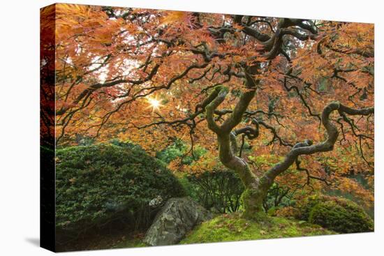 Maple tree at the Japanese Gardens in autumn in Portland, Oregon, USA-Chuck Haney-Premier Image Canvas