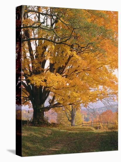 Maple Tree, Autumn-Thonig-Premier Image Canvas