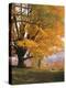 Maple Tree, Autumn-Thonig-Premier Image Canvas