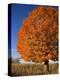 Maple Tree Beside Cornfield-Jim Craigmyle-Premier Image Canvas