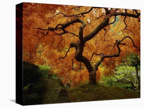 Maple Tree in Autumn-John McAnulty-Premier Image Canvas