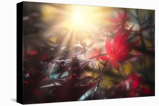 Maple Tree In The Morning Sun-Philippe Sainte-Laudy-Premier Image Canvas