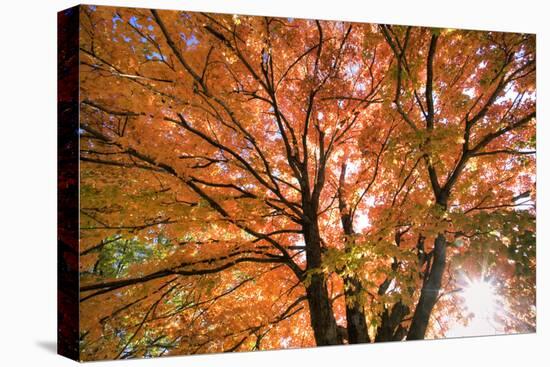 Maple Tree, Shawnee Mission Park, Johnson County, Kansas, USA-Charles Gurche-Premier Image Canvas