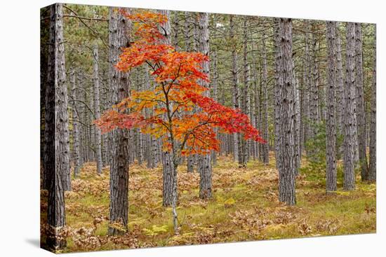 Maple Tree with autumn colors in pine forest, Michigan.-Adam Jones-Premier Image Canvas