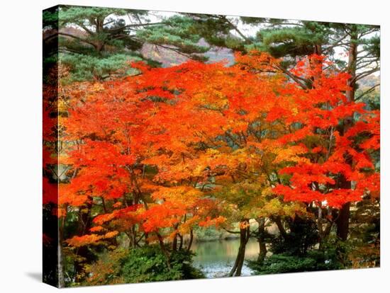 Maple Trees and a Pond-null-Premier Image Canvas