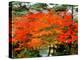 Maple Trees and a Pond-null-Premier Image Canvas
