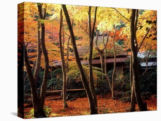 Maple Trees at Giou-Ji Temple in Autumn, Kyoto, Japan-null-Premier Image Canvas