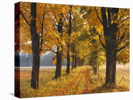 Maple Trees, Avenue, Autumn-Thonig-Premier Image Canvas