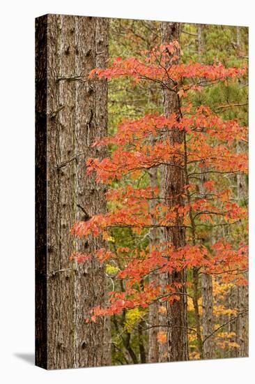 Maple Trees in Fall Colors, Hiawatha National Forest, Upper Peninsula of Michigan-Adam Jones-Premier Image Canvas