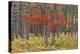 Maple Trees in Fall Colors, Hiawatha National Forest, Upper Peninsula of Michigan-Adam Jones-Premier Image Canvas