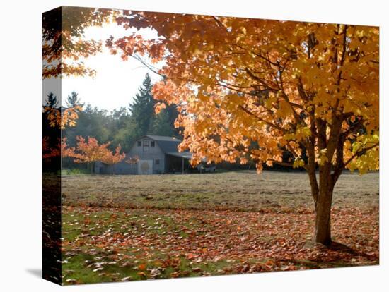 Maple Trees in Full Autumn Color and Barn in Background, Wax Orchard Road, Vashon Island, USA-Aaron McCoy-Premier Image Canvas