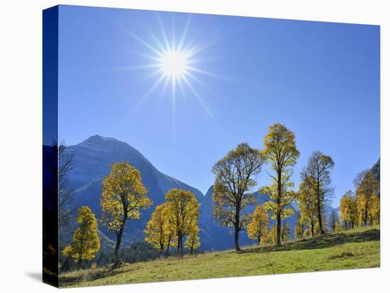 Maple Trees with sun in autumn,  Grosser Ahornboden, Karwendel, Tyrol, Austria-Raimund Linke-Premier Image Canvas