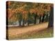 Maples and Bench in Autumn at Greenlake, Seattle, Washington, USA-Jamie & Judy Wild-Premier Image Canvas