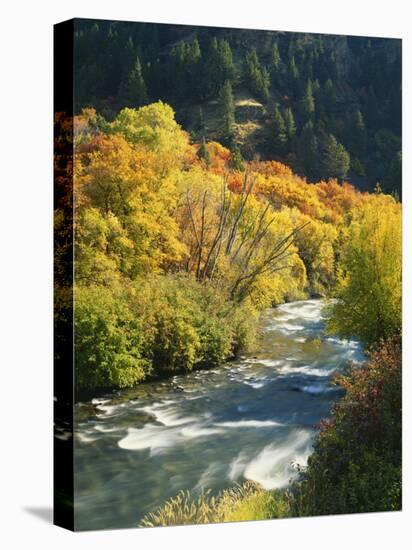 Maples and Birches Along Blacksmith Fork River, Wasatch-Cache National Forest, Utah, USA-Scott T. Smith-Premier Image Canvas
