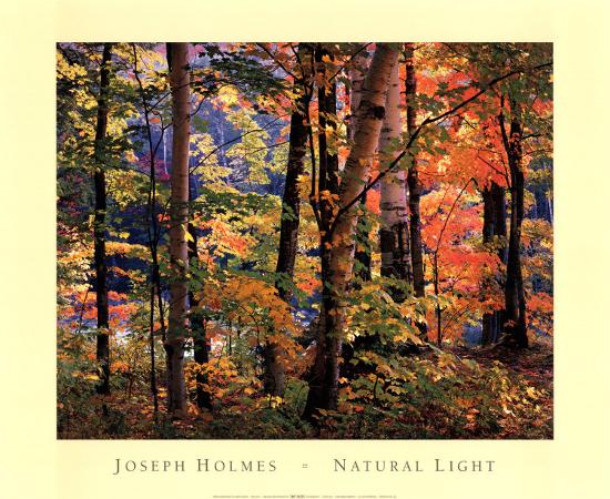 Maples and Birches-Joseph Holmes-Stretched Canvas