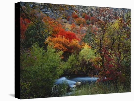 Maples and Willows in Autumn, Blacksmith Fork Canyon, Bear River Range, National Forest, Utah-Scott T^ Smith-Premier Image Canvas