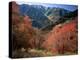 Maples on Slopes above Logan Canyon, Bear River Range, Wasatch-Cache National Forest, Utah, USA-Scott T^ Smith-Premier Image Canvas