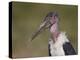 Marabou Stork (Leptoptilos Crumeniferus)-James Hager-Premier Image Canvas