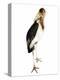 Marabou Stork-Martin Harvey-Premier Image Canvas