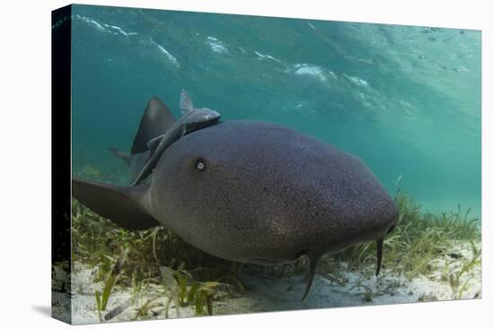 Maralliance, Half Moon Caye, Lighthouse Reef, Atoll, Belize-Pete Oxford-Premier Image Canvas