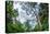 Marantaceae forest. Odzala-Kokoua National Park. Congo-Roger De La Harpe-Premier Image Canvas