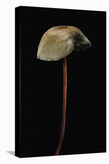 Marasmius Scorodonius (Parachute Fungus)-Paul Starosta-Premier Image Canvas