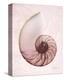 Marble Blush Snail 1-Albert Koetsier-Stretched Canvas