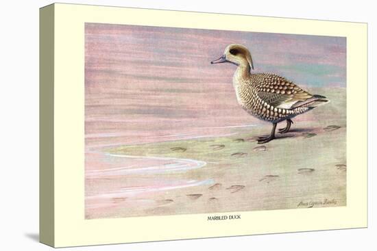 Marbled Duck-Louis Agassiz Fuertes-Stretched Canvas