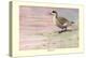 Marbled Duck-Louis Agassiz Fuertes-Stretched Canvas