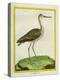 Marbled Godwit-Georges-Louis Buffon-Premier Image Canvas