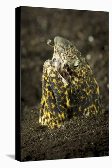 Marbled Snake Eel Emerging from Black Volcanic Sand-Stocktrek Images-Premier Image Canvas