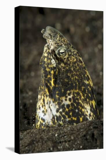 Marbled Snake Eel Emerging from Black Volcanic Sand-Stocktrek Images-Premier Image Canvas