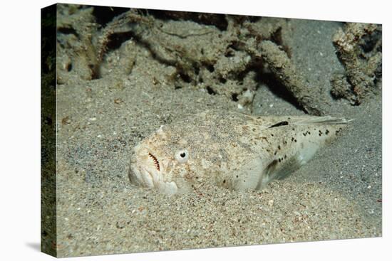 Marbled Stargazer (Uranoscopus Bicinctus), Komodo National Park, Indian Ocean.-Reinhard Dirscherl-Premier Image Canvas