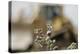 Marbled White Butterflies (Melanargia Galathea) Resting on Thistle-Terry Whittaker-Premier Image Canvas