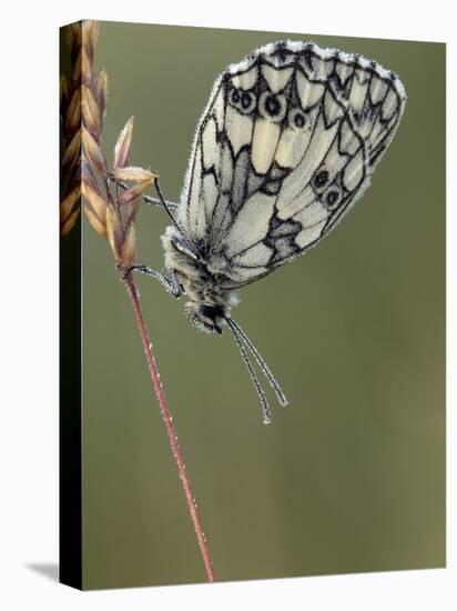 Marbled White Butterfly Covered in Dew at Dawn, Hertfordshire, England, UK-Andy Sands-Premier Image Canvas