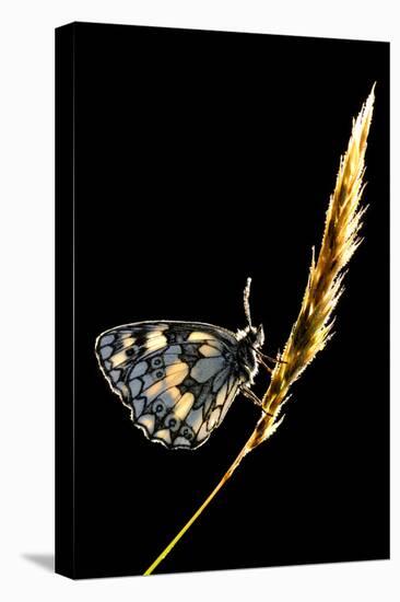 Marbled White Butterfly (Melanargia Galathea) Resting on Grass Stem, Devon, UK-Ross Hoddinott-Premier Image Canvas