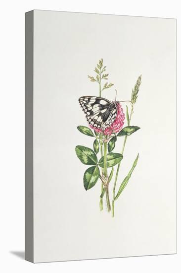 Marbled White Butterfly on Clover-Elizabeth Rice-Premier Image Canvas