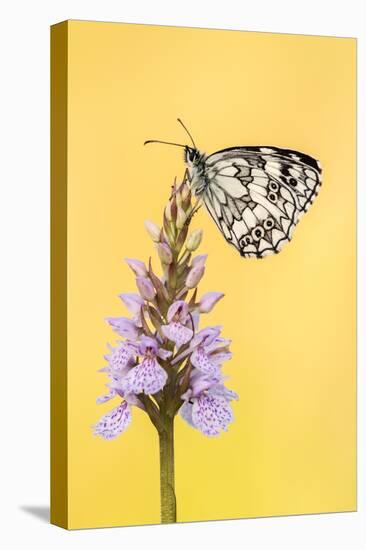 Marbled White butterfly on common spotted orchid, UK-Ross Hoddinott-Premier Image Canvas