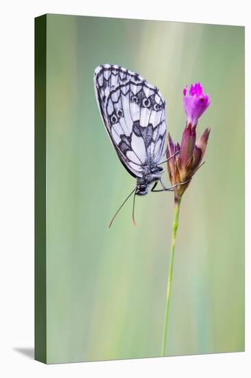 Marbled White Butterfly on Flower, Danube-Auen National Park, Lower Austria, Austria-Sonja Jordan-Premier Image Canvas