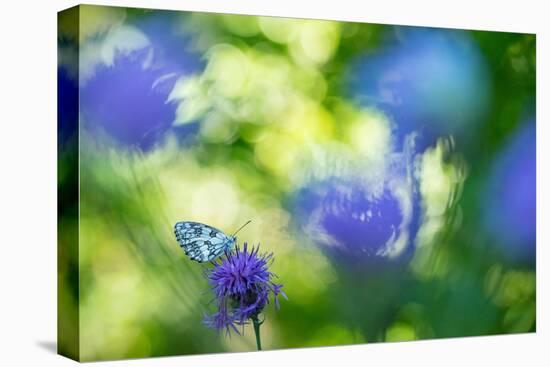 Marbled white butterfly on knapweed, Italy-Edwin Giesbers-Premier Image Canvas