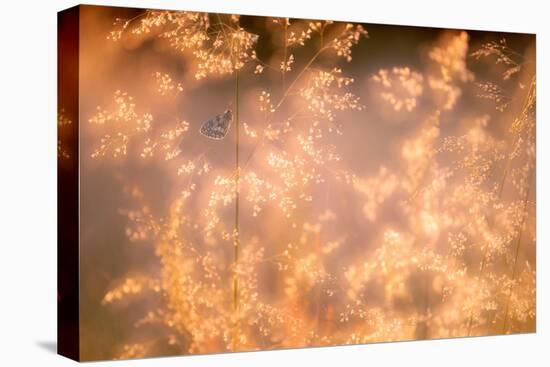 Marbled white butterfly roosting early morning, Devon, UK-Ross Hoddinott-Premier Image Canvas