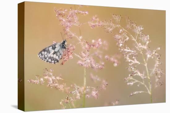 Marbled white butterfly roosting on grass, Devon, UK-Ross Hoddinott-Premier Image Canvas