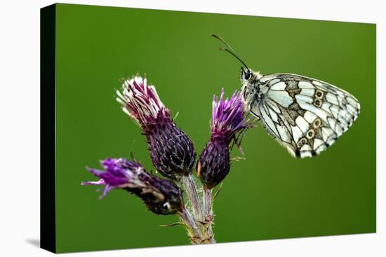 Marbled white butterfly underside, near Holsworthy, Devon, UK-Ross Hoddinott-Premier Image Canvas