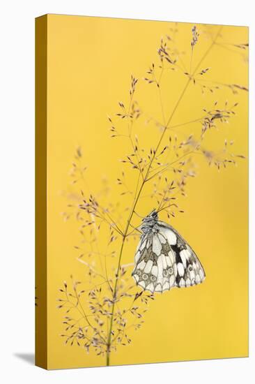 Marbled white butterfly, Volehouse Moor, Devon, UK-Ross Hoddinott-Premier Image Canvas