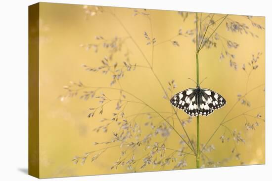 Marbled white butterfly, Volehouse Moor, Devon, UK-Ross Hoddinott-Premier Image Canvas